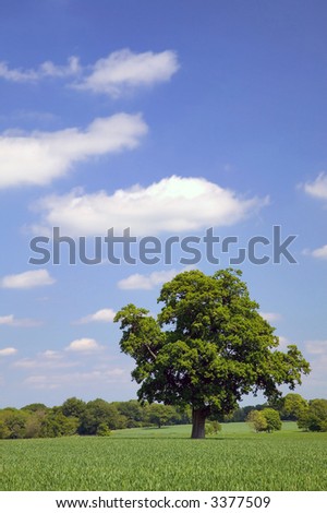 Oak tree in a field with a blue cloudy sky.
