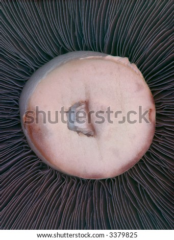Macro shot looking down on a Portabello Mushroom