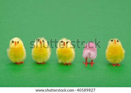A line of easter chicks, one facing a different way to the others.