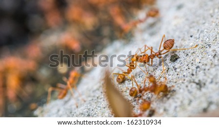 Weaver ants close up view