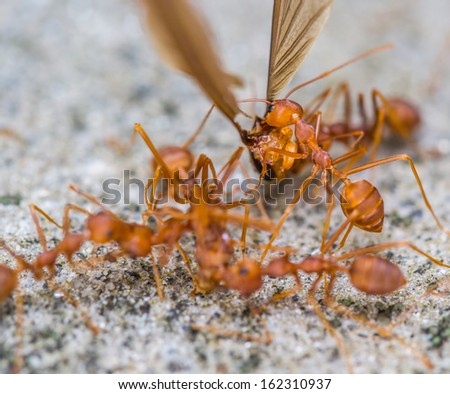 Weaver ants close up view