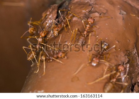 Weaver ant close up view