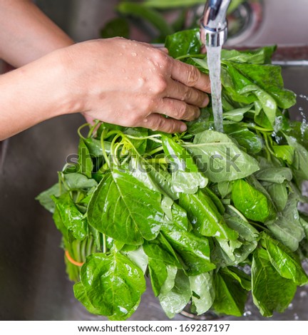 Female hands washing spinach vegetables at the kitchen sink.