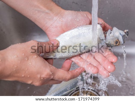 Female hands washing and cleaning short mackerel fish at the kitchen sink