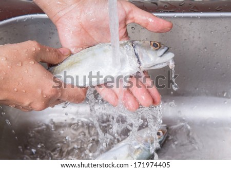 Female hands washing and cleaning short mackerel fish at the kitchen sink