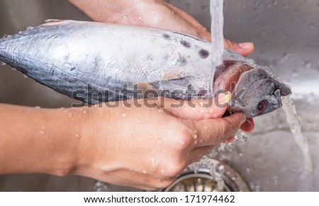 Female hands washing and cleaning mackerel tune fish at the kitchen sink