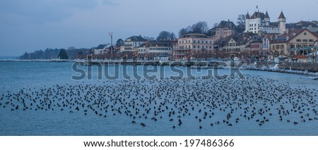Waterfowl and waterfront at the town of Nyon, by Lake Geneva, Switzerland in a winter morning