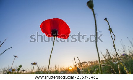Red poppy flower in the morning sun
