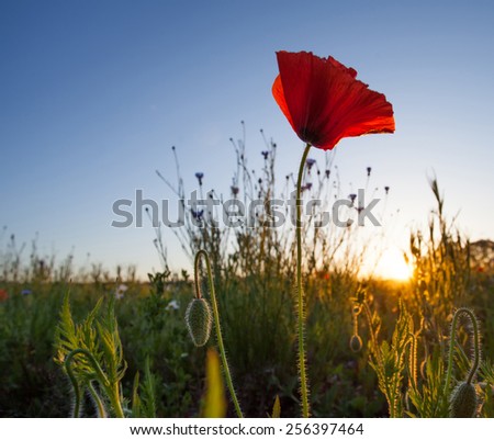 Red poppy flower in the morning sun