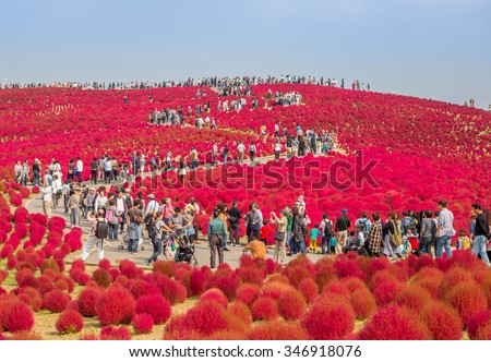 HITACHI SEASIDE PARK, JAPAN - 24TH OCTOBER 2015. Crowd of tourists enjoying the view of red kochia bushes. Hitachi Seaside Park is a popular tourist destination in Japan.
