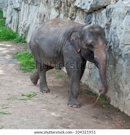 Thai  elephant in the zoo.
