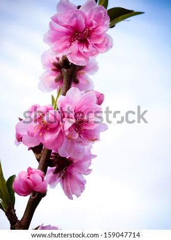 Sakura pink flower on mountain in thailand, in vignette style