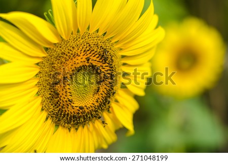 Close-up of sun flower on sun flower field.