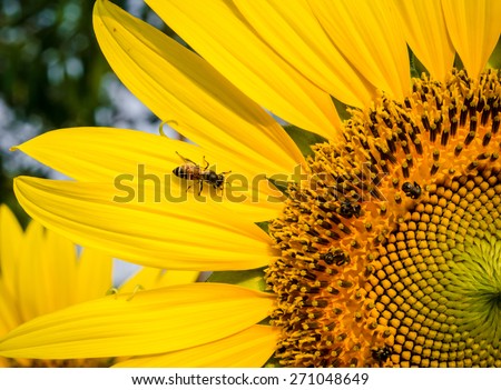 Close-up of Honey Bee in  sun flower on sun flower field.