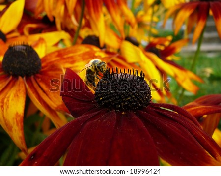 honey bee on summer flower, honey yield
