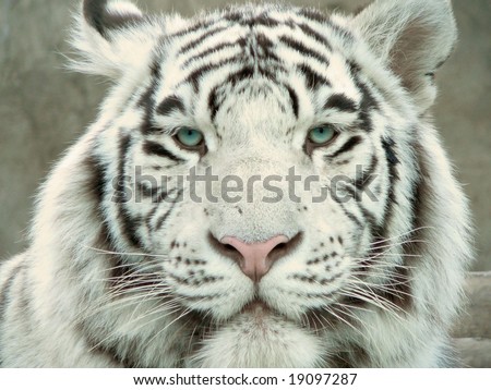 cute white tiger wallpaper. cute white tiger wallpaper. ed