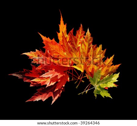 Japanese maple leaves isolated on black, clipping path