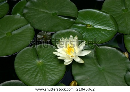 Water lilly flower and leaves floating in water of a quiet pond showing petals stamen