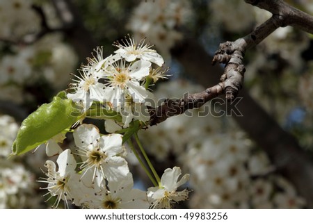 Cluster of Bradford pear blossoms showing petals and parts of the flower and tree in a natural setting