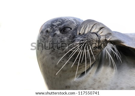 peek-a-boo seal