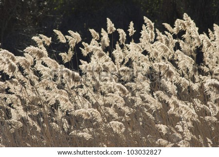 dry reeds at fall, back light