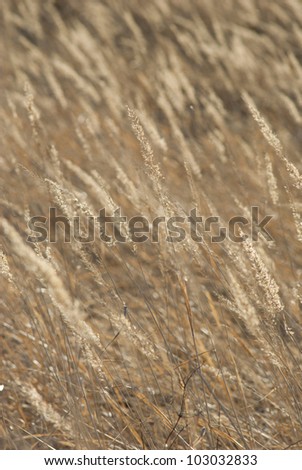 dry reeds at fall, back light