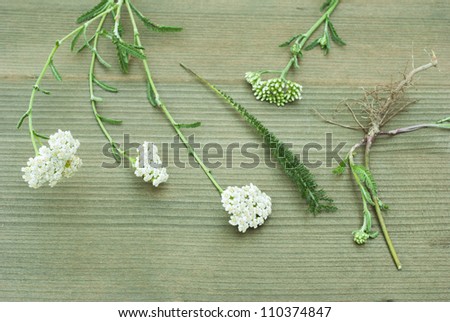 yarrow herbal plant parts on wood background