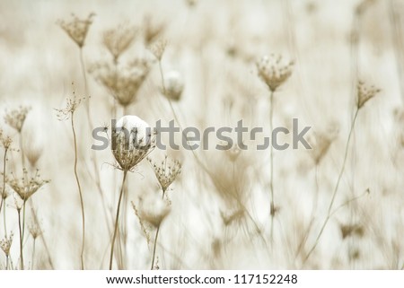 dry plants in snow, meadow at winter