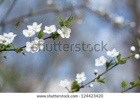 hawthorn flowers blooming on branch, springtime