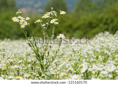 white daisy family herbal flowers at summertime