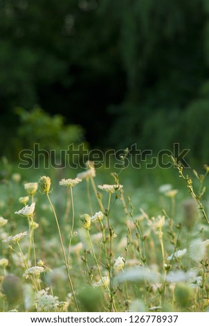 wild carrot wildflowers on a meadow
