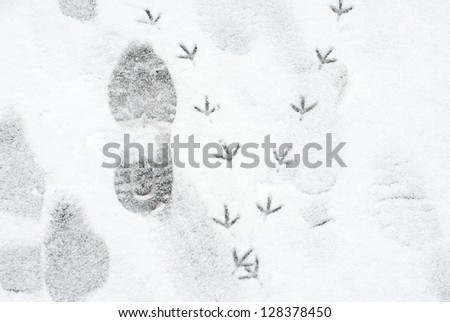 bird and human footprints in snow