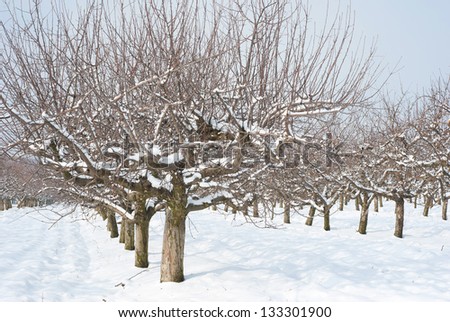 apple orchard at winter, sunshine