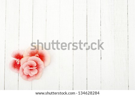 pink begonia flowers with water drops on white wood, directly above