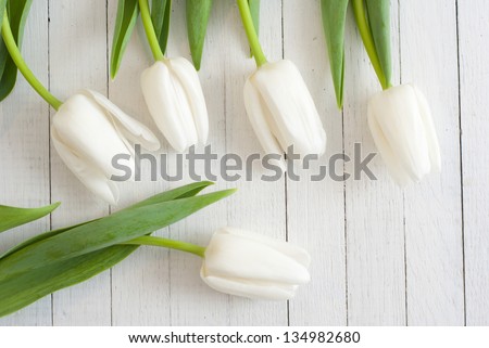 white tulips on white wooden background, top view