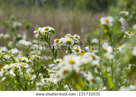 white daisy family herbal flowers at summertime