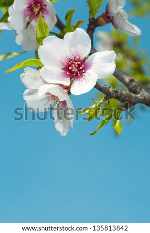 almond blossoms at full bloom, blue sky background