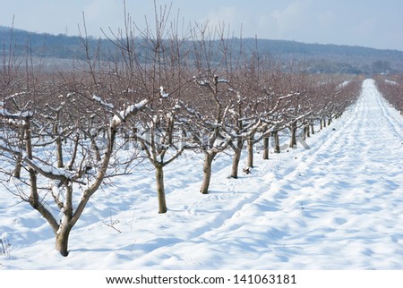 snowy fruit trees, sunshine