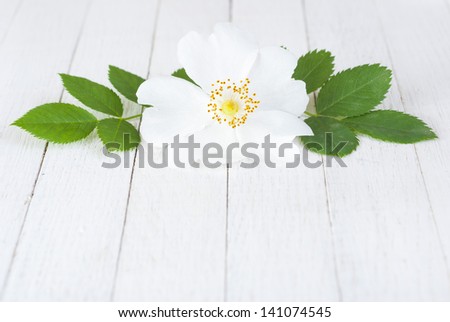 field rose on white wooden