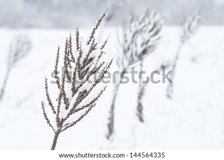 Verbascum herbal plants in snow