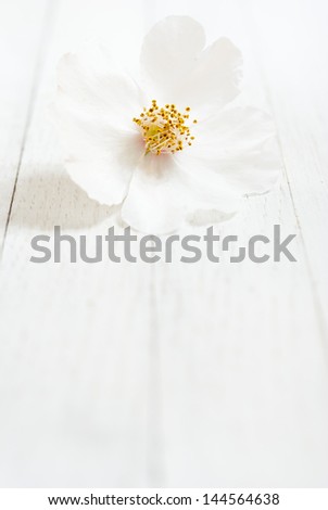 white field rose flower on bright wooden surface
