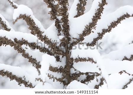 Verbascum herbal plants in snow