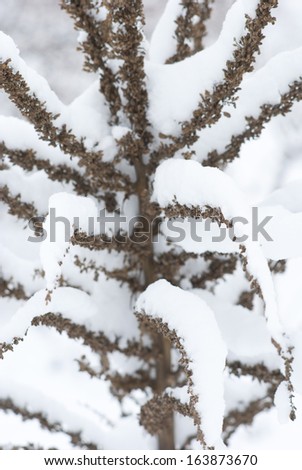 herbal plants in snow