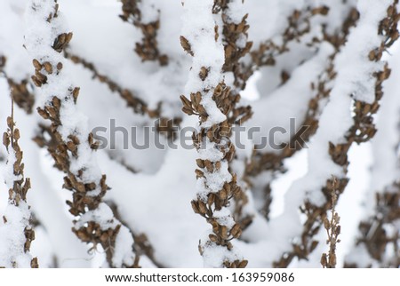 herbal plants in snow