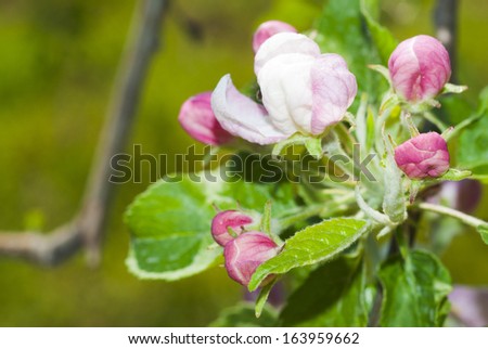 pink and white apple blossoms and buds blooming