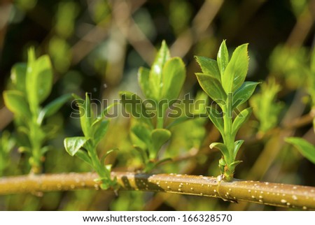 sprouting leaves on a twig in a row at spring