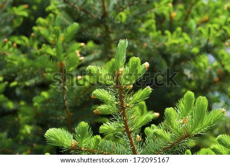 fresh needle leaves on pine branch at spring