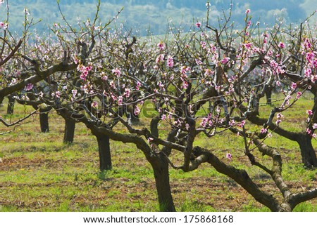 peach orchard blossoming