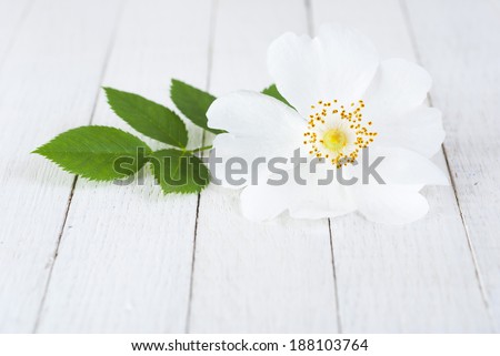 field rose on white wooden