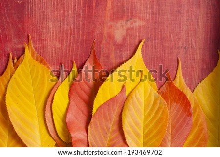 red and yellow cherry leaves on red wood background
